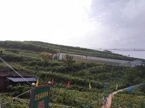 河源和平县吃瓜事件,一场引发社会关注的误会风波