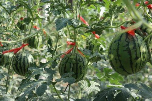 济南吃瓜事件视频最新消息,真相大白，各方反应汇总