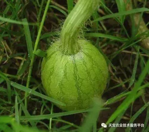 东关附近吃瓜事件汇总,盘点周边热点与争议瞬间