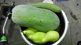 国内最新吃瓜事件是什么,真相与舆论风暴