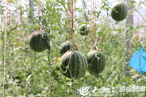 浙江义乌吃瓜事件视频,一场网络热议背后的真相揭秘