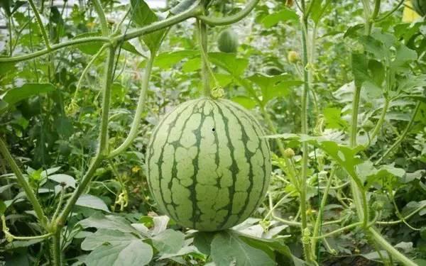 重庆吃瓜事件群,网络热议背后的真相与反思