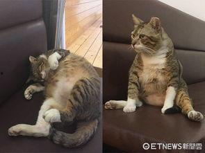 胖猫事件吃瓜入口,网络热议背后的真相与反思