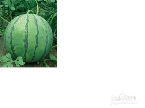 河美吃瓜事件2024