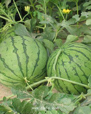 河美吃瓜事件2024