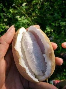 仁怀吃瓜事件真相揭秘视频,揭秘背后真相与争议