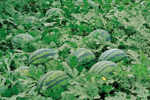 法国留学群吃瓜事件真相