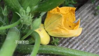 法国留学群吃瓜事件真相