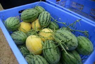 法国留学群吃瓜事件真相