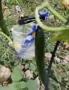 青海万达吃瓜事件视频,一场网络热议的真相揭秘