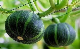 静安网红吃瓜事件真相揭秘,揭秘背后真相与争议