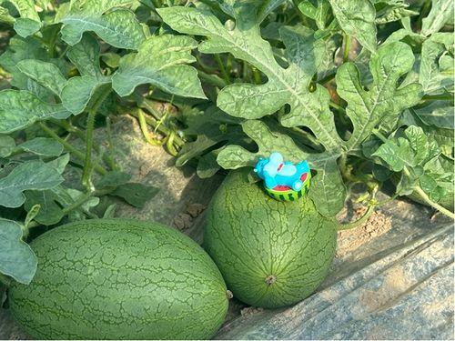 上海陈雨萱吃瓜事件,网络热议背后的真相与反思