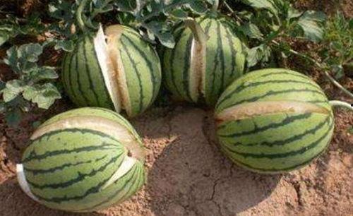 和县网红吃瓜事件真相