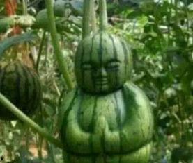 琼海吃瓜网友事件真相,揭秘背后真相与网络舆论的力量