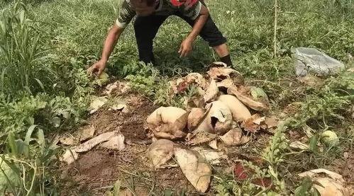 吃瓜最新事件内蒙古视频,揭秘事件背后真相