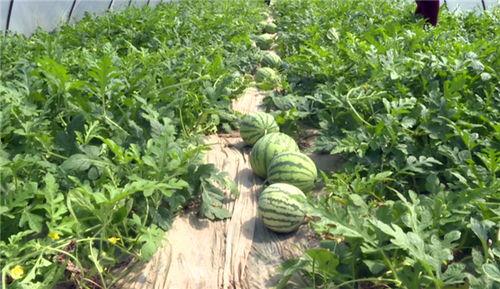 最近韩城吃瓜事件,揭秘背后真相与网络舆论风暴