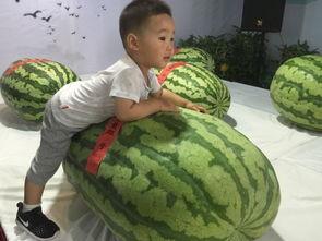 肥城市吃瓜事件真相视频,揭秘真相背后的惊人内幕